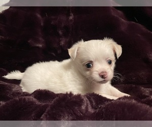 Chihuahua Puppy for sale in KINGSTON, TN, USA