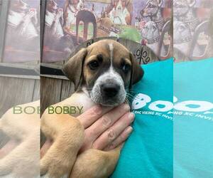 Mutt Dogs for adoption in Jackson Township, NJ, USA