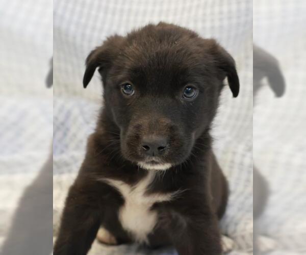 Medium Photo #1 Mutt Puppy For Sale in Thief River Falls, MN, USA