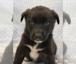 Mero - Male Mutt Dog for Adoption - Small photo