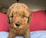 Small #17 Goldendoodle (Miniature)