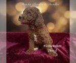 Small #2 Poodle (Standard)