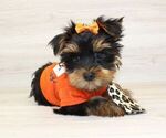 Small #1 Yorkshire Terrier