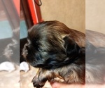 Small #2 Shih Tzu