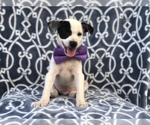 Australian Cattle Dog-Shetland Sheepdog Mix Puppy for sale in LAKELAND, FL, USA