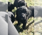 Small Photo #2 Labradoodle Puppy For Sale in ETOILE, KY, USA