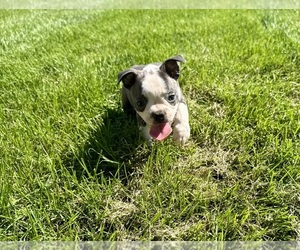 Boston Terrier Puppy for sale in BREMEN, IN, USA