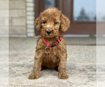 Puppy 6 Poodle (Standard)