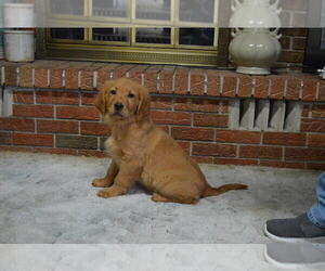 Golden Retriever Puppy for sale in MONTICELLO, IN, USA
