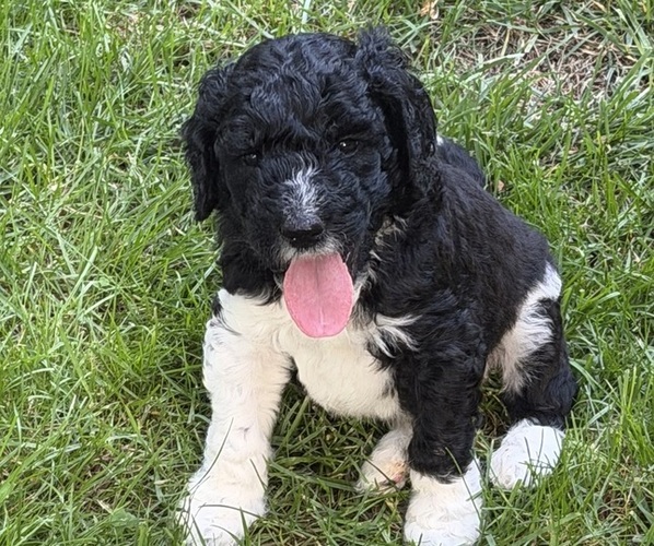 Medium Photo #3 Goldendoodle mix (+ Poodle Standard) Puppy For Sale in SOUTH BEND, IN, USA