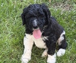 Litter of 10 - Male(s) and Female(s) Goldendoodle mix (+ Poodle Standard)Litter of Puppies for Sale - Photo #3