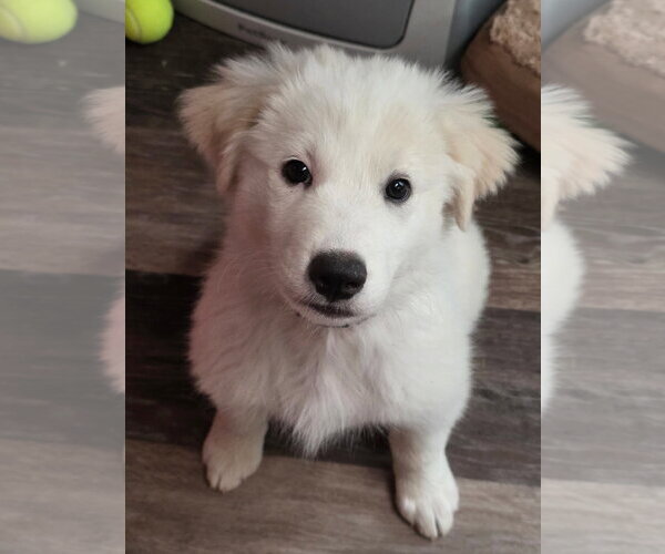 Medium Photo #2 Great Pyrenees Puppy For Sale in Dallas, TX, USA