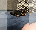 Small Photo #5 Yorkshire Terrier Puppy For Sale in PORTLAND, OR, USA