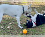 Small #1 Labrador Retriever Mix