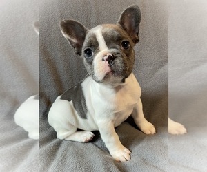 French Bulldog Puppy for sale in AIKEN, SC, USA