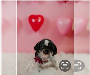 Shih Tzu-Unknown Mix Dogs for adoption in Lewistown, PA, USA