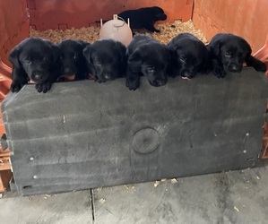 Labrador Retriever Litter for sale in MONTICELLO, KY, USA