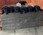 Small Labrador Retriever