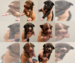 American Bully Puppy for sale in SALISBURY, NC, USA
