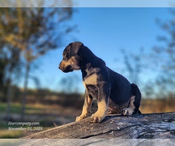 Medium Photo #7 Catahoula Leopard Dog Puppy For Sale in CUMBY, TX, USA