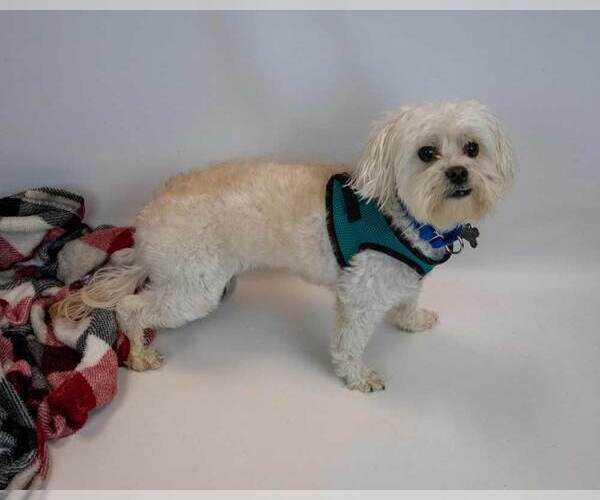 Medium Photo #4 Poodle (Miniature)-Unknown Mix Puppy For Sale in Kennesaw, GA, USA