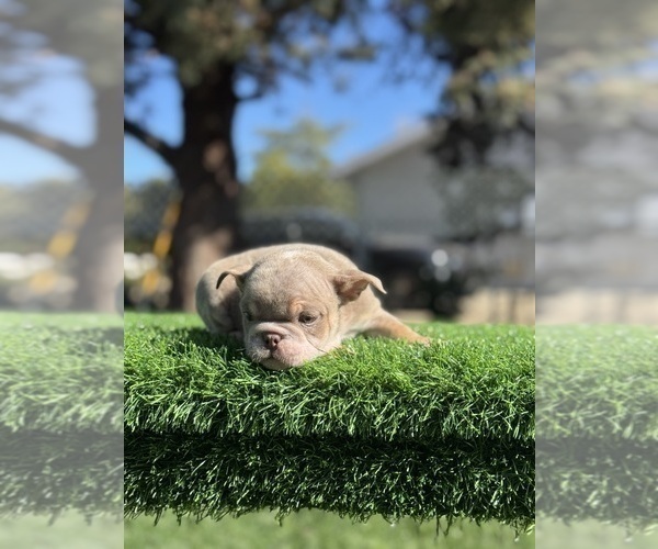 Medium Photo #2 English Bulldog Puppy For Sale in CHATTANOOGA, TN, USA
