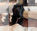 Small #7 Labrador Retriever