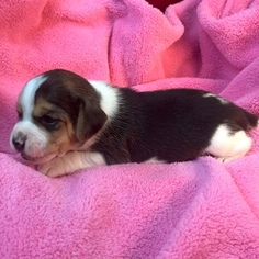 Beagle Puppy for sale in CHATTANOOGA, TN, USA