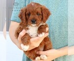 Small #4 Cavapoo