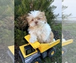 Small Photo #4 Shih Tzu Puppy For Sale in MIDDLEBURY, IN, USA