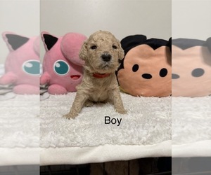 Medium Goldendoodle-Poodle (Standard) Mix