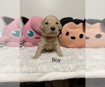 Puppy Puppy 3 Goldendoodle-Poodle (Standard) Mix