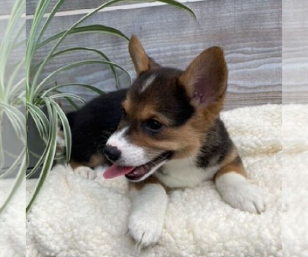 Medium Photo #1 Pembroke Welsh Corgi Puppy For Sale in NORTHERN CAMBRIA, PA, USA