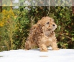 Small #10 ShihPoo