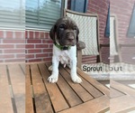 Puppy Sprout German Shorthaired Pointer