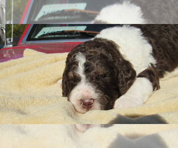 Medium Photo #6 Bernedoodle Puppy For Sale in BIG ROCK, IL, USA