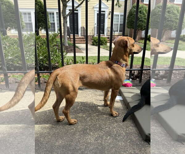 Medium Photo #2 Chihuahua-Unknown Mix Puppy For Sale in Virginia Beach, VA, USA