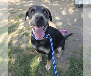 Shepradors Dogs for adoption in Long Beach, CA, USA
