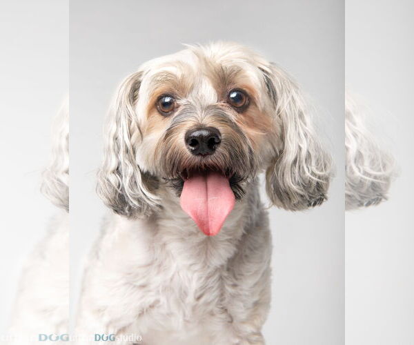 Medium Photo #4 Mutt Puppy For Sale in Tampa, FL, USA