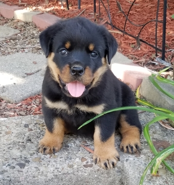 Medium Photo #1 Rottweiler Puppy For Sale in MASSILLON, OH, USA