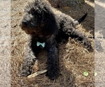 Small Photo #3 Labradoodle-Poodle (Standard) Mix Puppy For Sale in MIDDLESEX, NC, USA