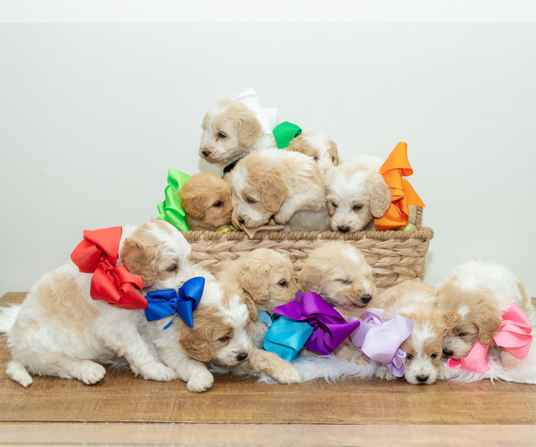 Medium Photo #5 Goldendoodle Puppy For Sale in LITTLE ROCK, AR, USA