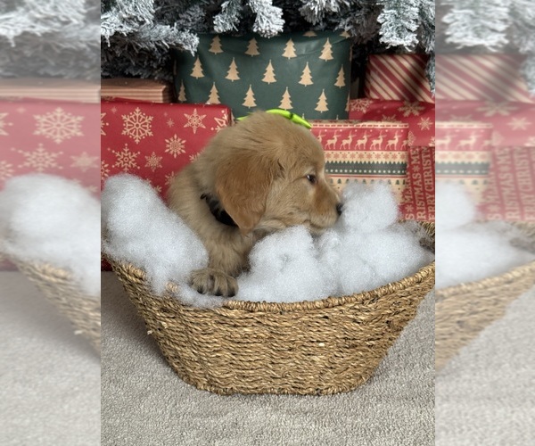 Medium Photo #4 Golden Retriever Puppy For Sale in DAVENPORT, FL, USA