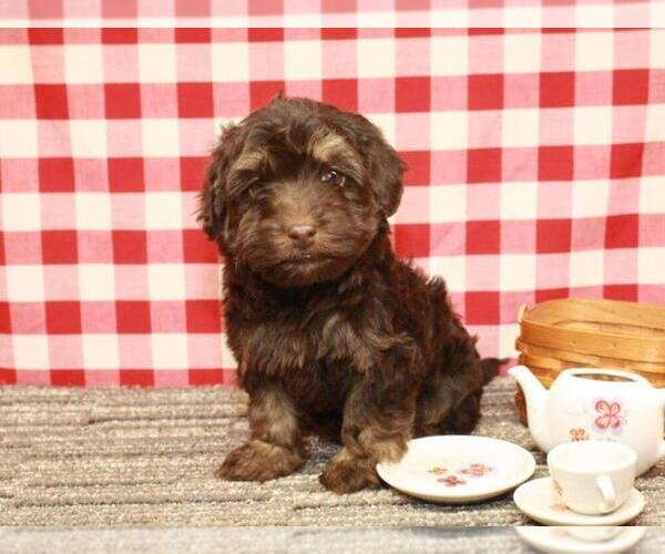Medium Photo #6 Havanese-Poodle (Toy) Mix Puppy For Sale in SHAWNEE, OK, USA