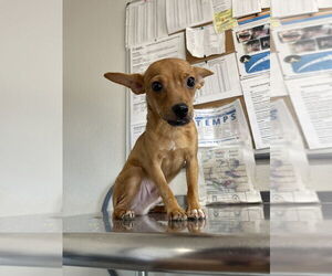 Chihuahua-Unknown Mix Dogs for adoption in Bolivar, MO, USA