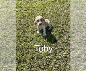 Beagle Puppy for Sale in WOODBRIDGE, Virginia USA