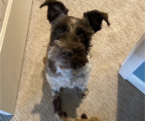 Medium Photo #1 Schnauzer (Miniature) Puppy For Sale in PLATTE CITY, MO, USA