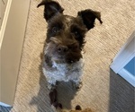 Small Photo #1 Schnauzer (Miniature) Puppy For Sale in PLATTE CITY, MO, USA