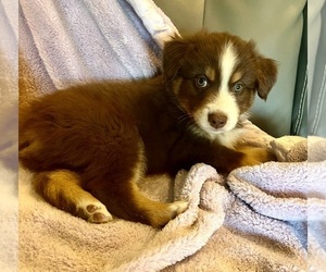 Australian Shepherd Puppy for sale in MOSELLE, MS, USA