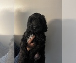 Small Photo #3 Goldendoodle Puppy For Sale in SAINT LOUIS, MO, USA